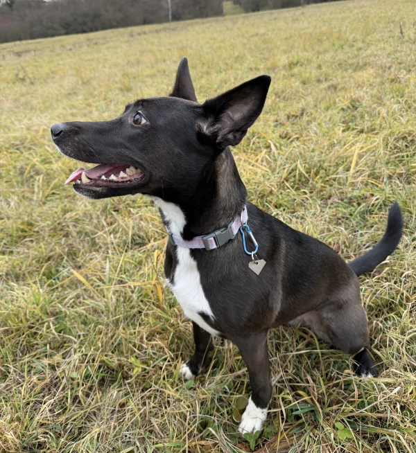 Diamant - spí známka | Vryto.cz – Gravírování na míru