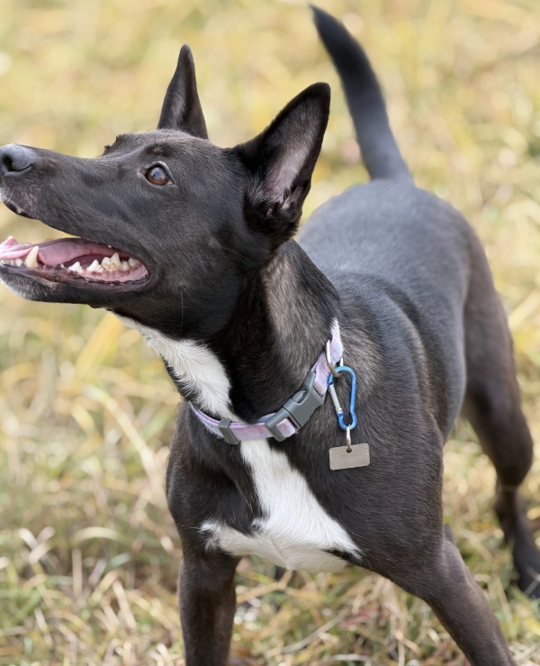 Board- spí známka | Vryto.cz – Gravírování na míru