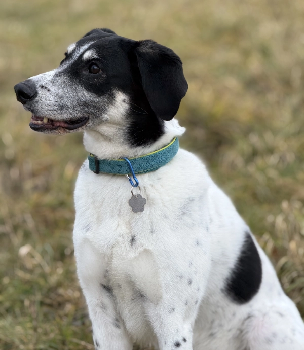 Tlapa- spí známka | Vryto.cz – Gravírování na míru