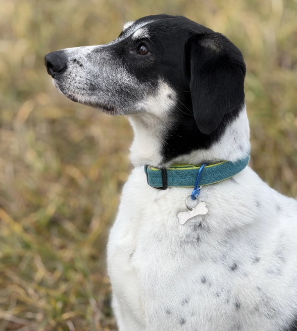 Kost - spí známka | Vryto.cz – Gravírování na míru