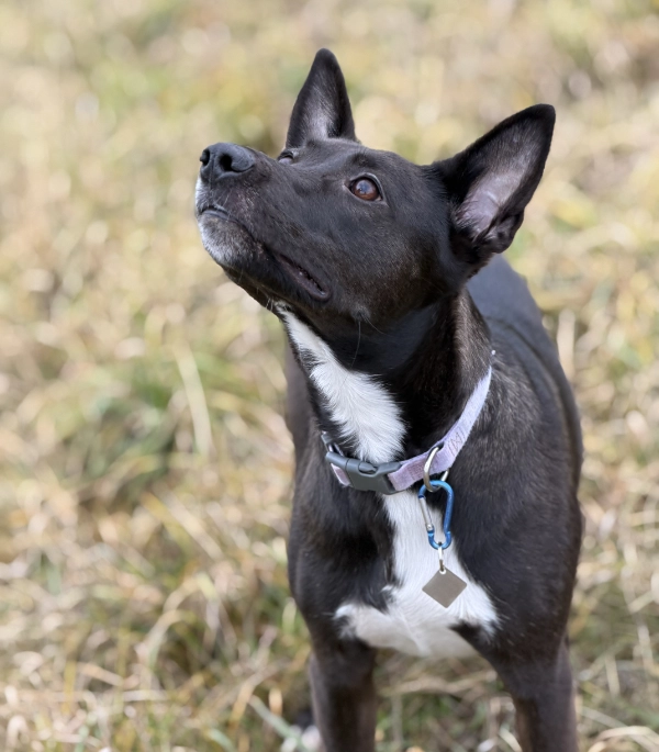 Vertex - spí známka | Vryto.cz – Gravírování na míru